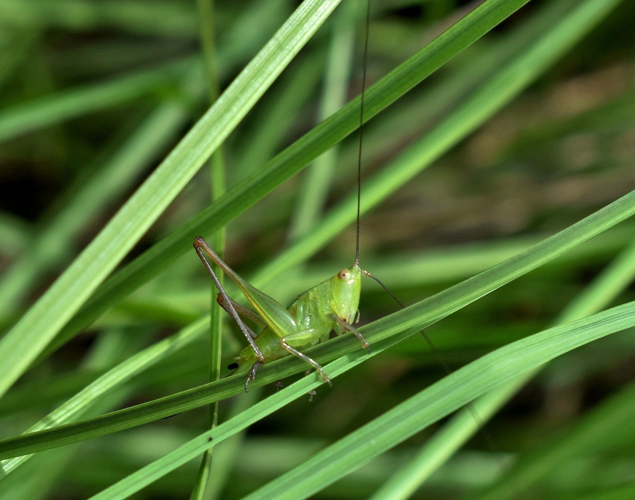 蛐蛐、蟋蟀、蝈蝈、蚂蚱、蚱蜢、蝗虫，有哪些区别？,灵活操作方案_103DM41.41